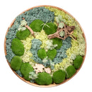 Mosscapes 12" Round Platter Sculpture