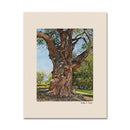 Ancient Cottonwood 11X14 Print