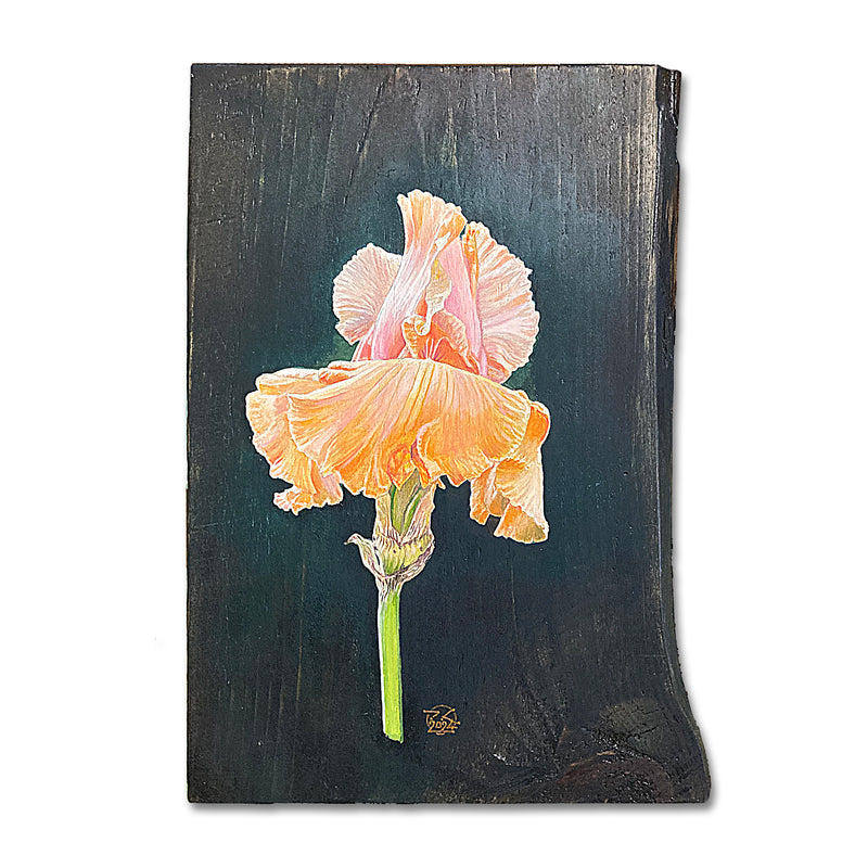 Pumpkin Iris 11X14 Oil On Hemlock Wood