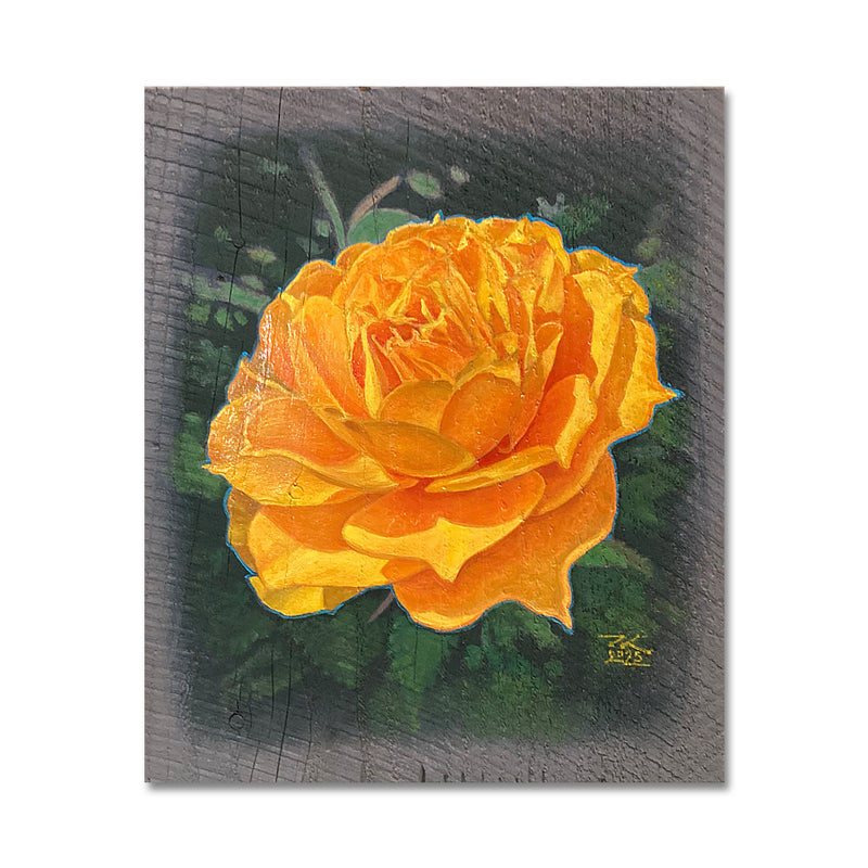 Yellow Rose 10X12 Oil On Barn Siding