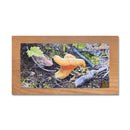 Sole Chanterelle 5X10 Oil On Wood Block