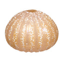 Sea Urchin Vase Sahara/White