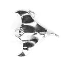 Manta Ray Lg