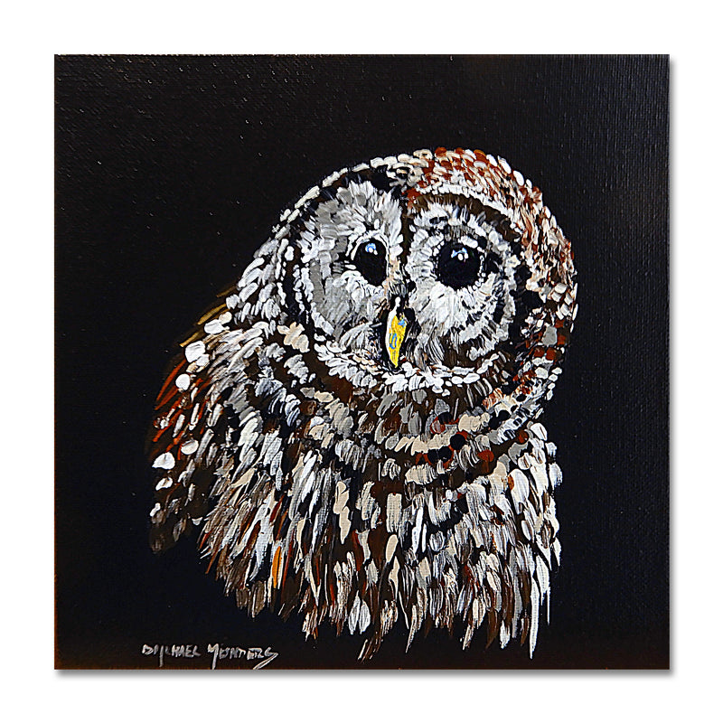 Barred Owl/ Black Background 8X8 Acrylic On Canvas
