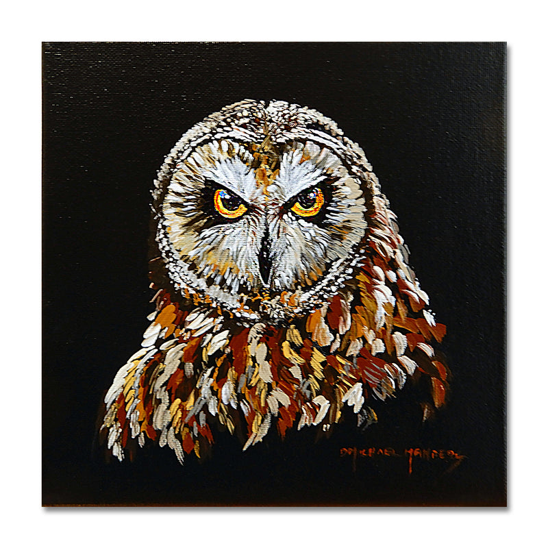 Short-eared Owl/ Black Background 8X8 Acrylic On Canvas