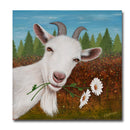 Hungry Goat 12X12 Print