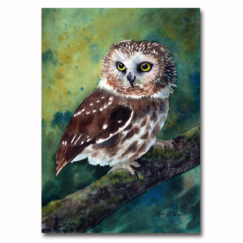 Northern Saw-whet Owl Giclee