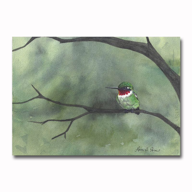 Ruby-throat Hummingbird Giclee