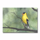 American Goldfinch Giclee