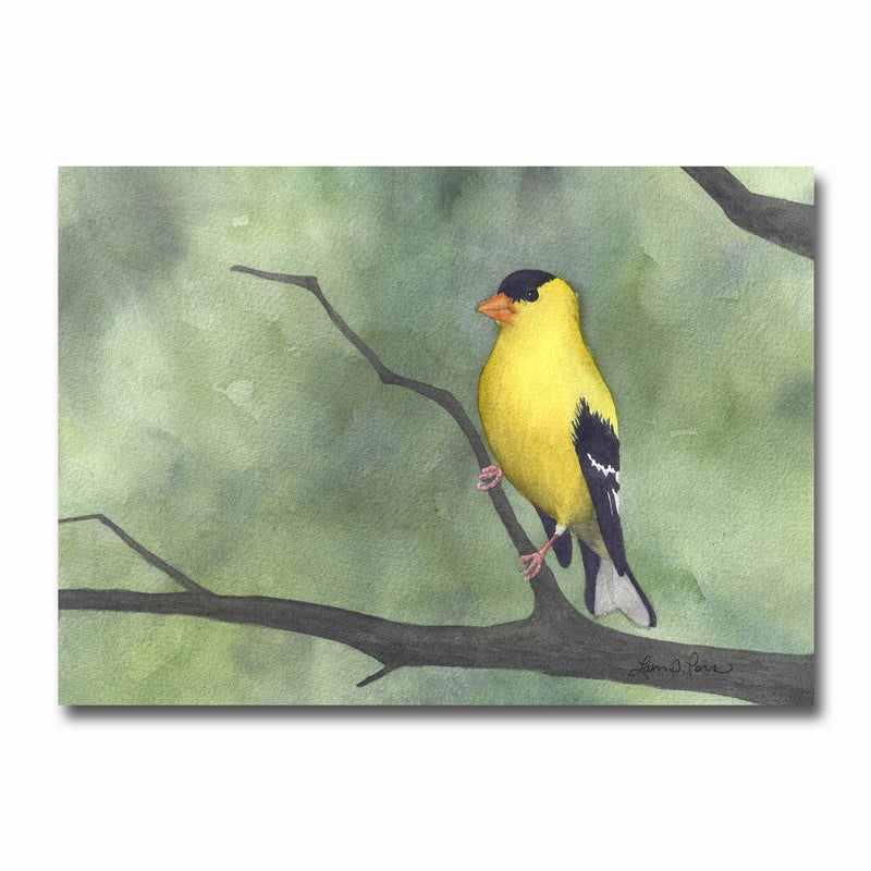 American Goldfinch Giclee