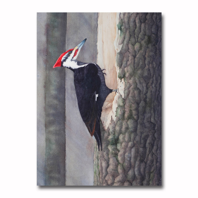 Pileated Woodpecker Giclee