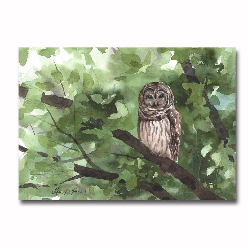 Barred Owl in Tree Giclee
