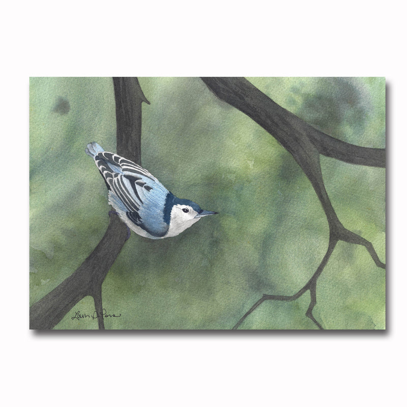 White-breast Nuthatch/Green Giclee