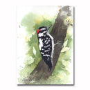 Downy Woodpecker/Splat Giclee