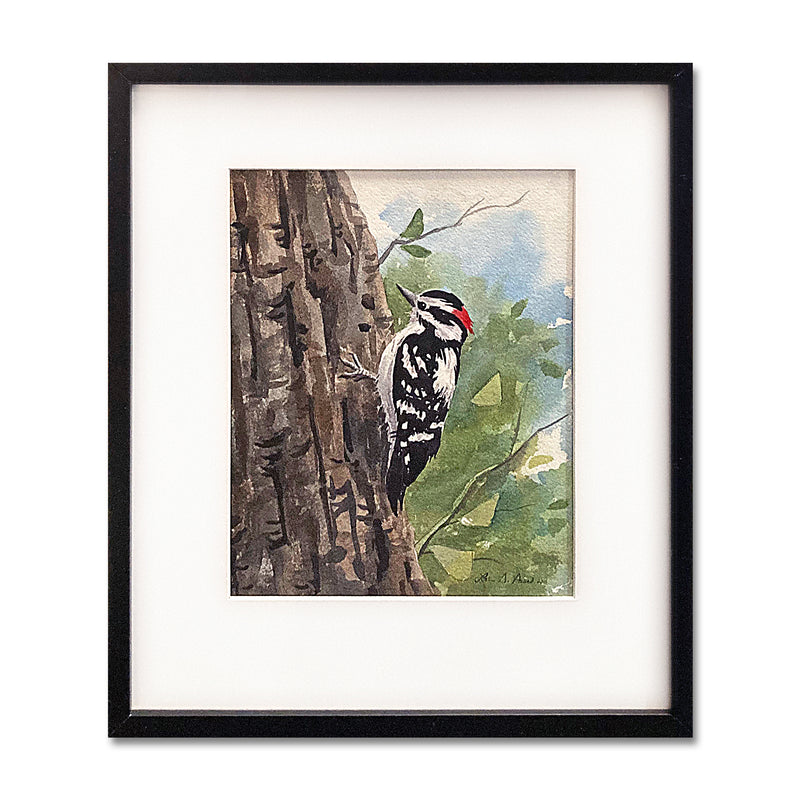 Downy Woodpecker 13X15 Watercolor