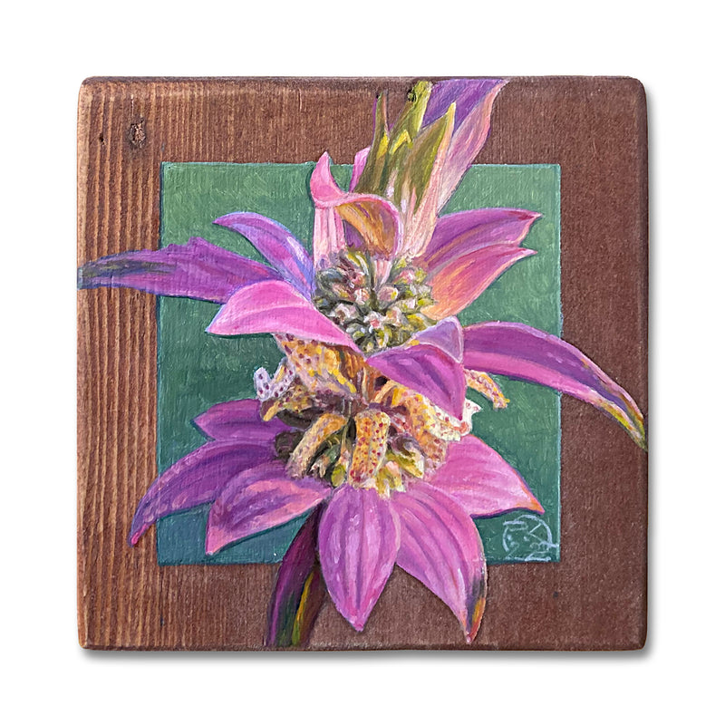 Spotted Bee Balm 5X5 Oil On Pine