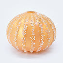 Sea Urchin Vase in Apricot/White