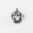 Golden Retriever, Head