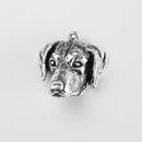 Labrador Retriever, Head